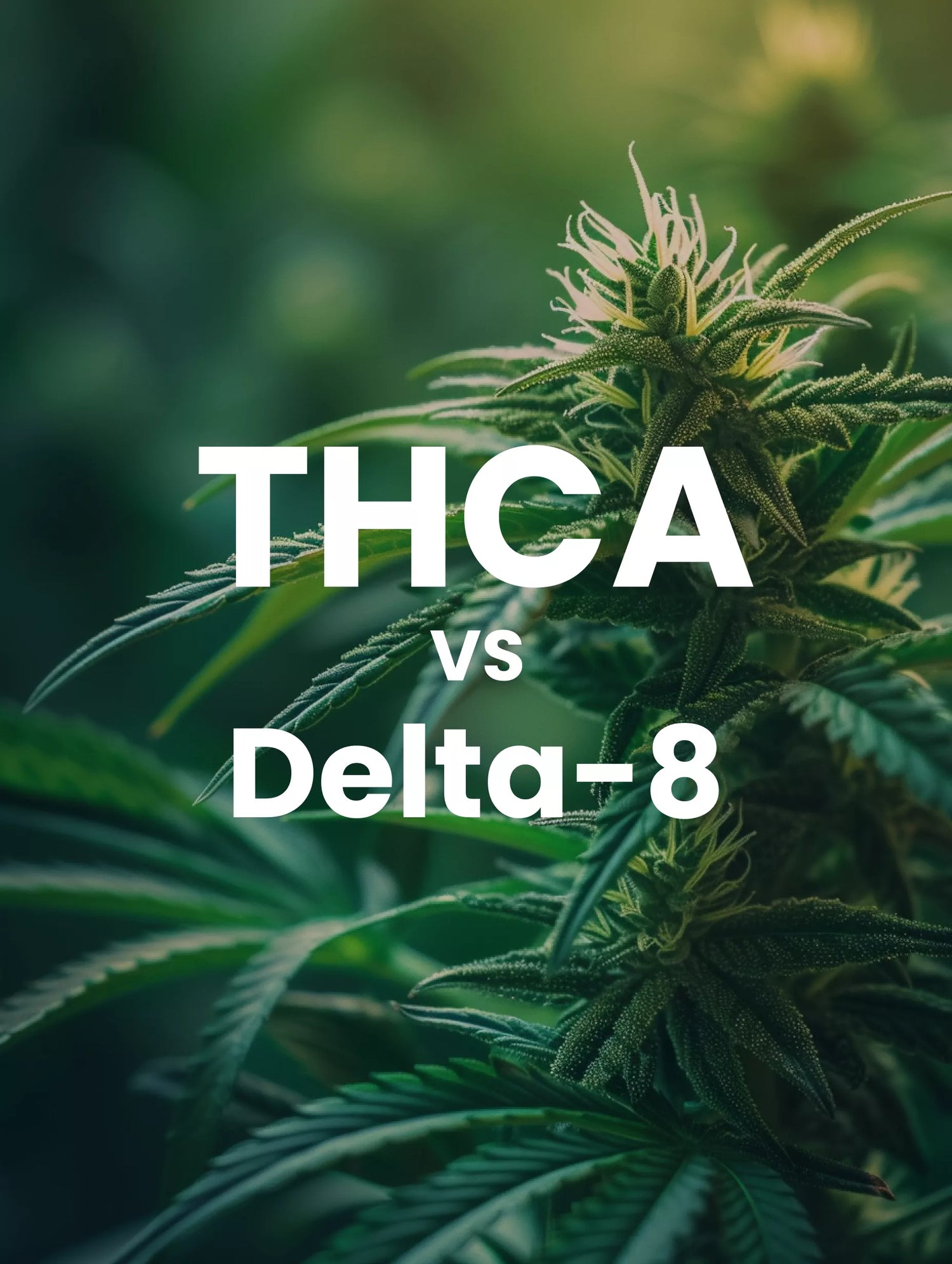 THCA vs. Delta-8 THC: Understanding the Differences