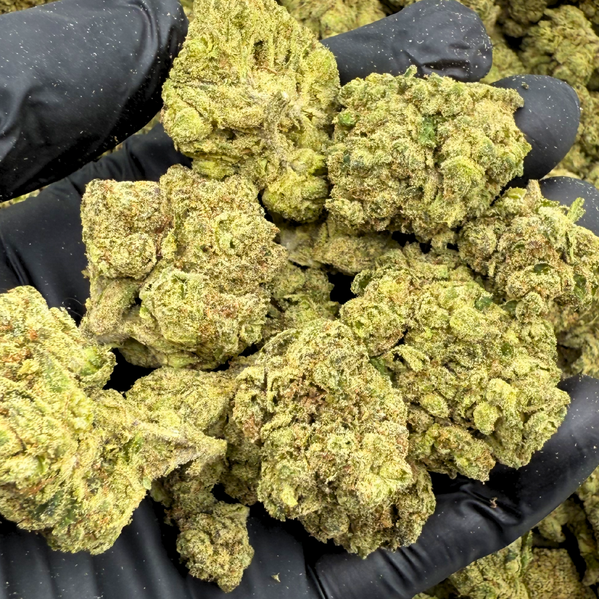 DubZotics Curated Bundle – 5x 1G Flower + 1.5G Signature Pre-Roll